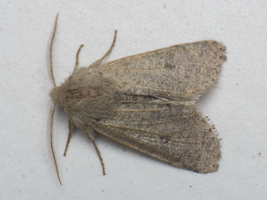 Orthosia cruda - kis barkabagoly