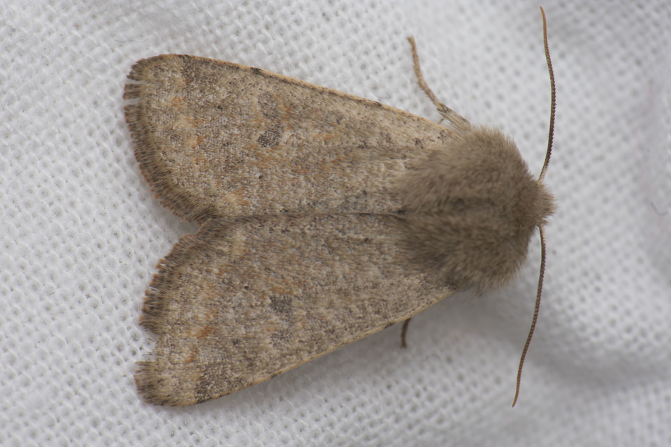 Orthosia cruda - kis barkabagoly