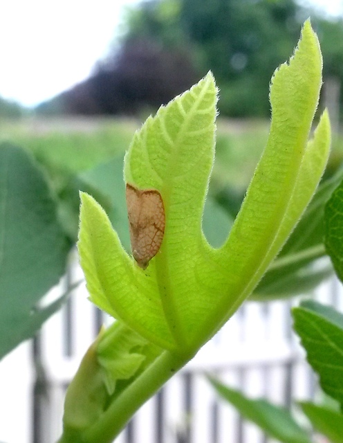 Acleris forsskaleana - juharos levélmoly
