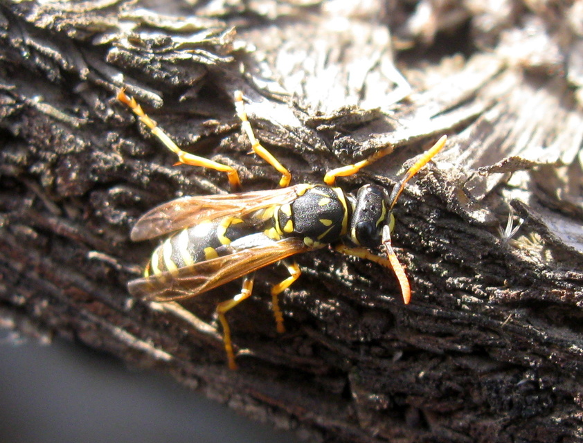 Polistes dominulus - déli papírdarázs
