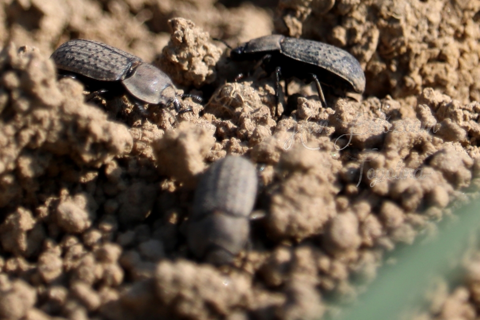 Opatrum sabulosum - sároshátú gyászbogár