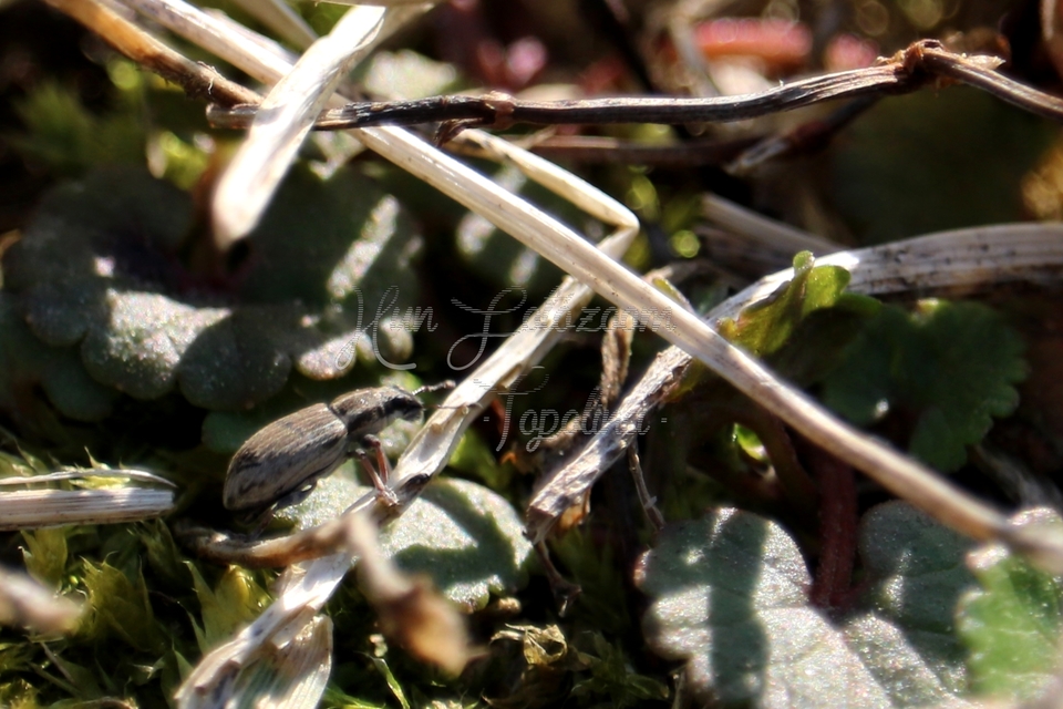 Sitona humeralis - lucerna-csipkézőbogár