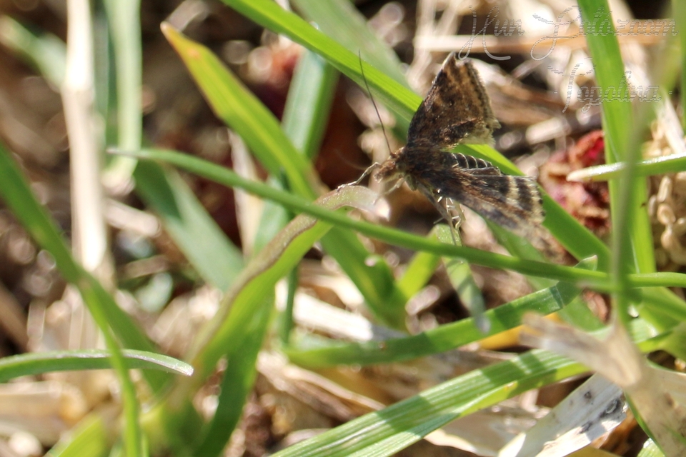Pyrausta despicata - réti bíbormoly