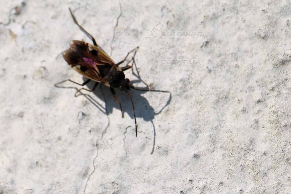 Rhyparochromus vulgaris - közönséges díszesbodobács
