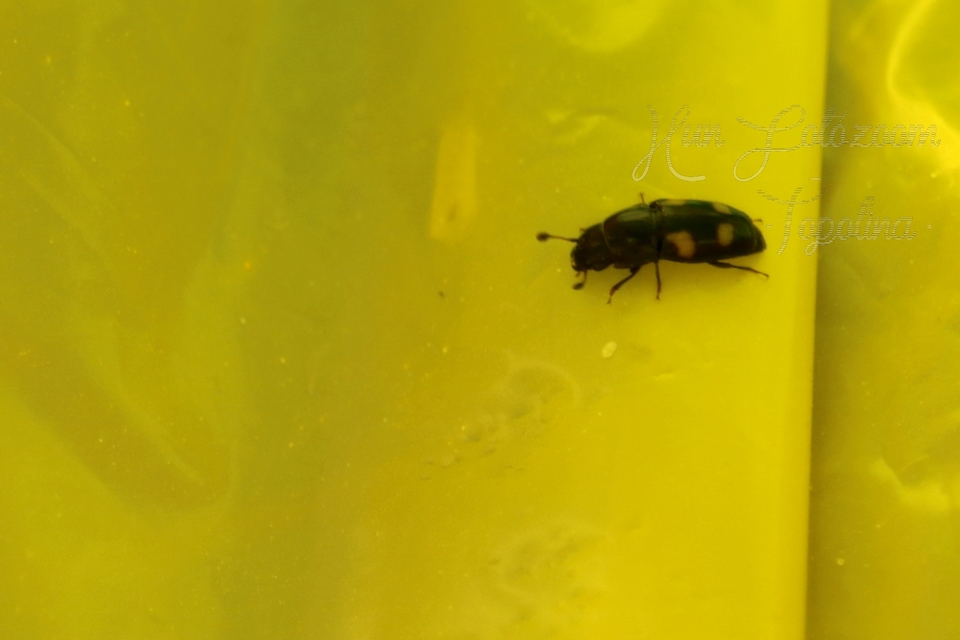 Glischrochilus quadrisignatus - amerikai fénybogár Glischrochilus quadrisignatus - amerikai fénybogár