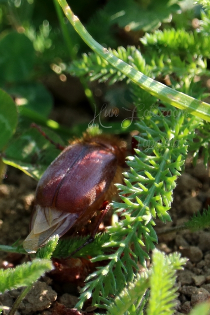 Holochelus aequinoctialis - tavaszeleji cserebogár