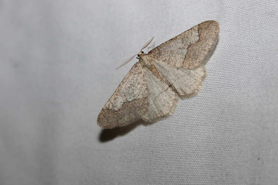 Agriopis marginaria - sárgás téliaraszoló