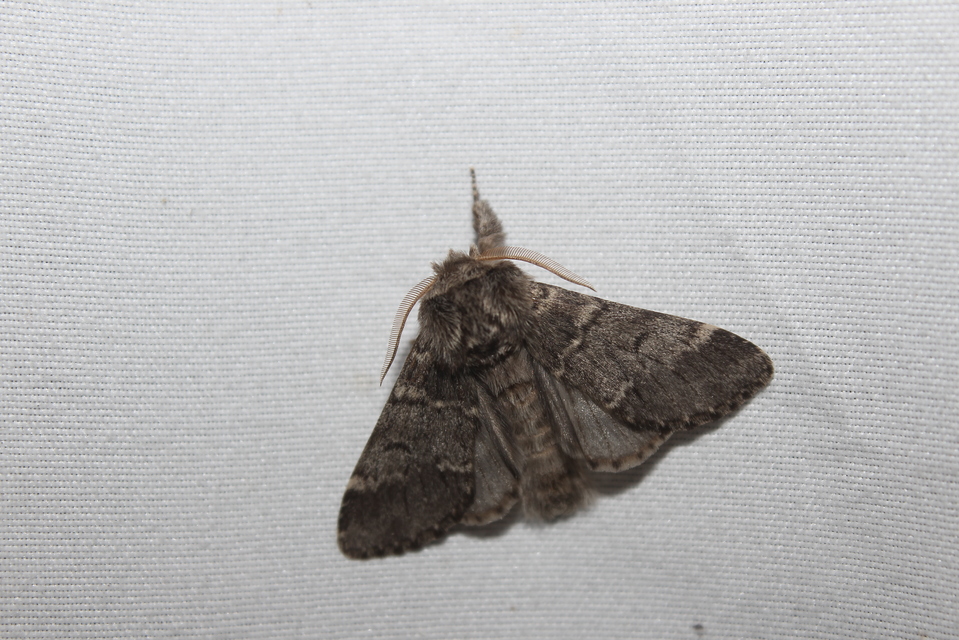 Drymonia ruficornis - cserfa-púposszövő