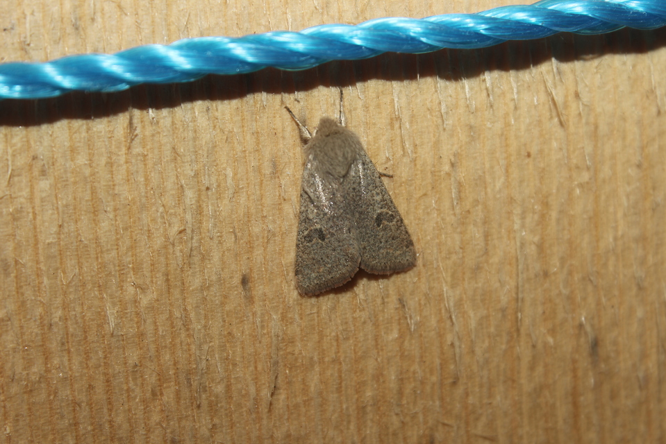 Orthosia cruda - kis barkabagoly