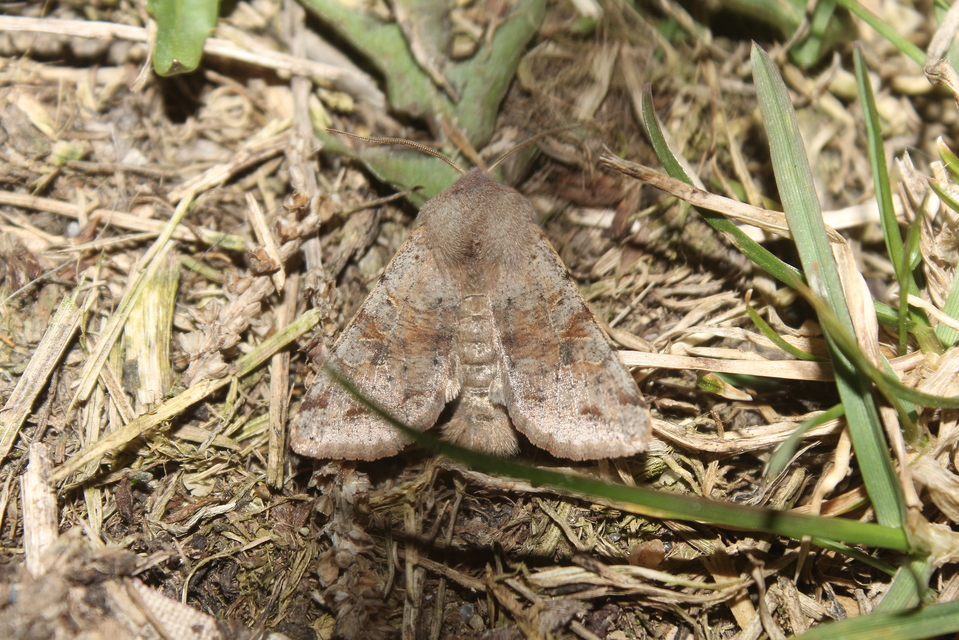 Orthosia incerta - változékony barkabagoly