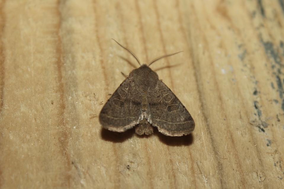 Orthosia cerasi - közepes barkabagoly