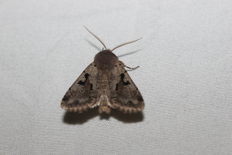 Orthosia gothica - feketefoltos barkabagoly