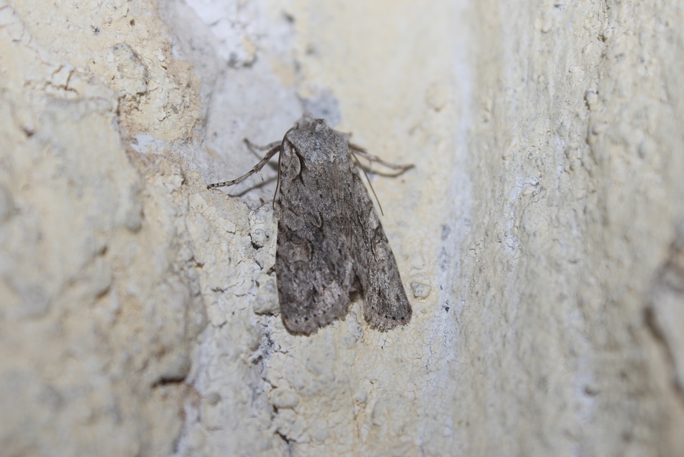 Lithophane ornitopus - közönséges fabagoly