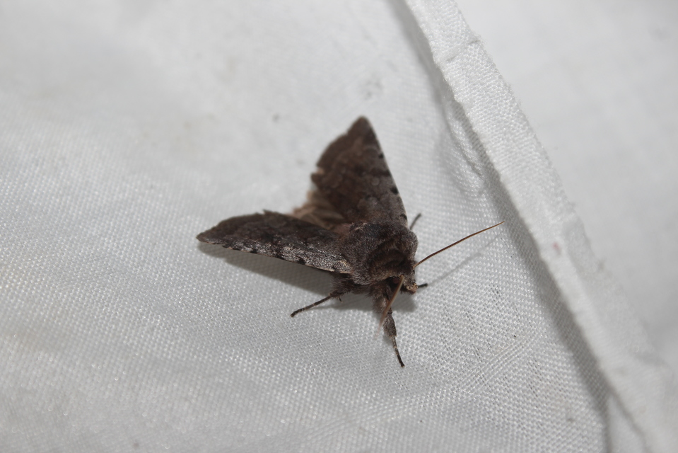 Cerastis rubricosa - vörhenyes tavaszibagoly