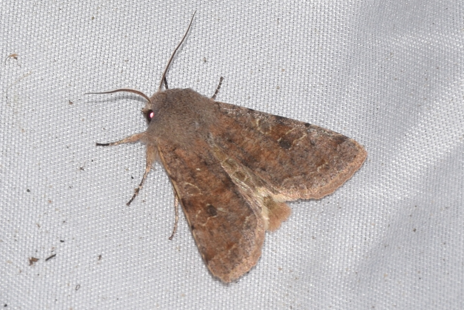 Orthosia incerta - változékony barkabagoly