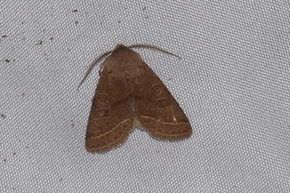 Orthosia cerasi - közepes barkabagoly