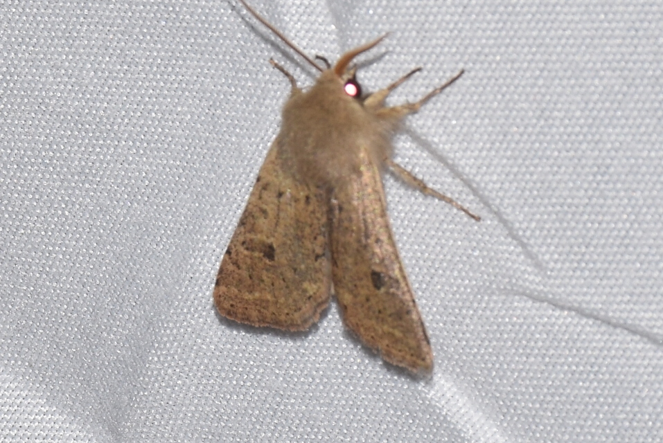 Orthosia cruda - kis barkabagoly