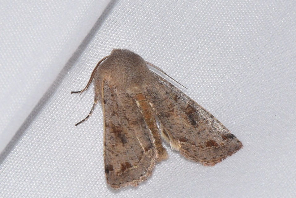 Orthosia incerta - változékony barkabagoly