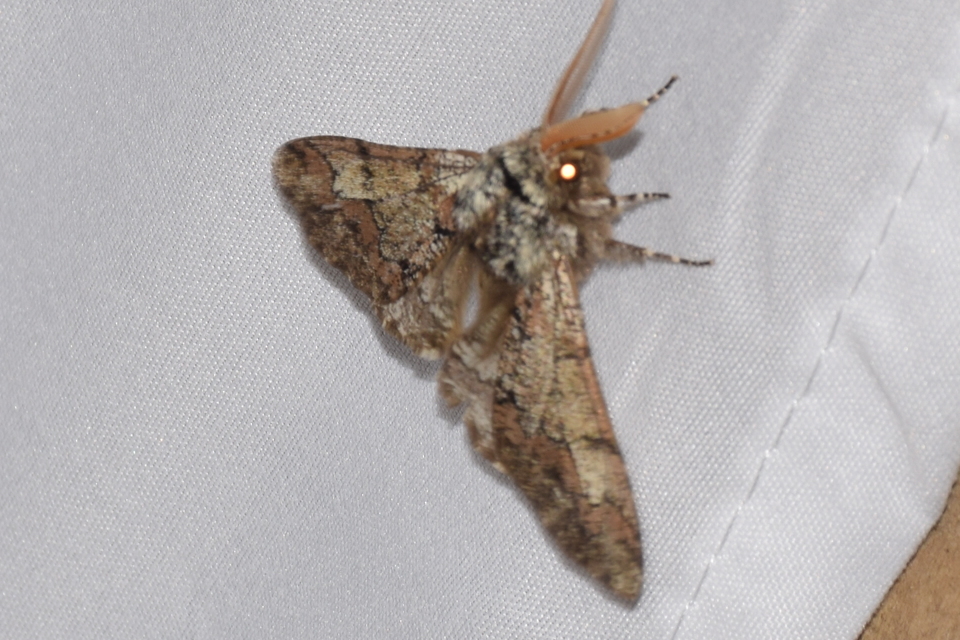 Biston strataria - barnapettyes araszoló