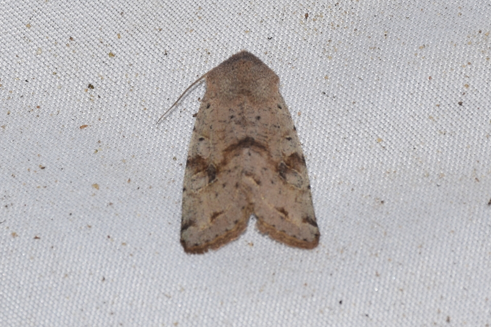 Orthosia incerta - változékony barkabagoly