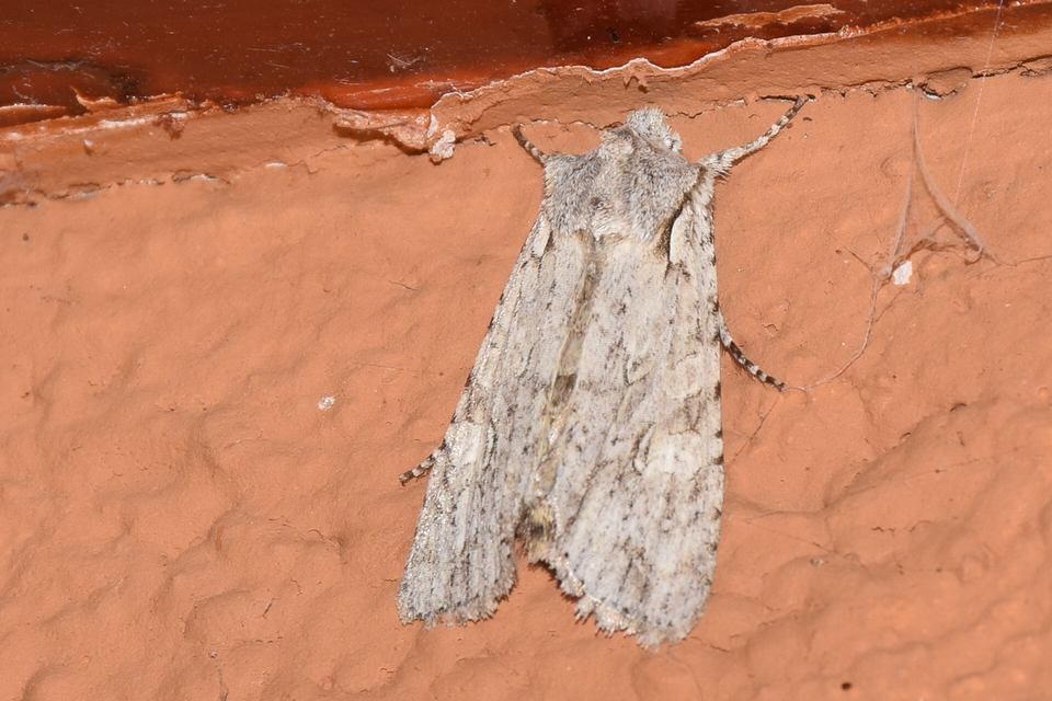 Lithophane ornitopus - közönséges fabagoly