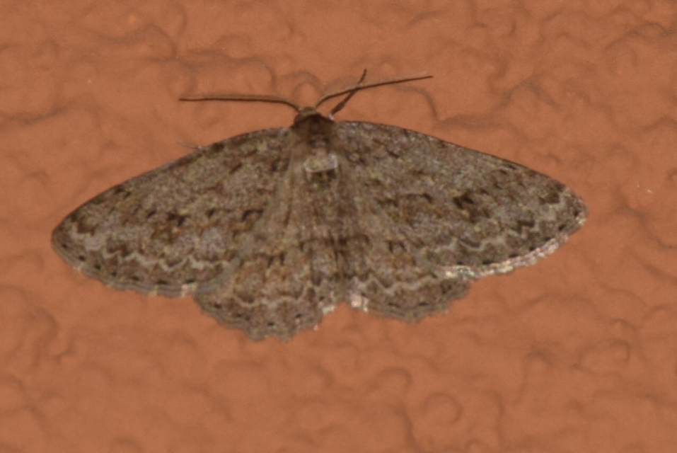 Ectropis crepuscularia - avararaszoló