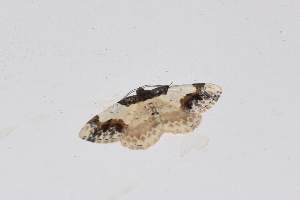 Ligdia adustata - barna levélaraszoló