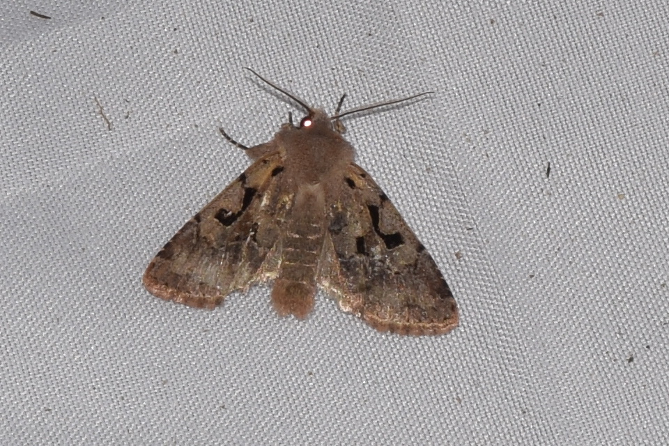 Orthosia gothica - feketefoltos barkabagoly