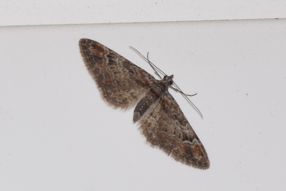Gymnoscelis rufifasciata - vöröscsíkos törpearaszoló
