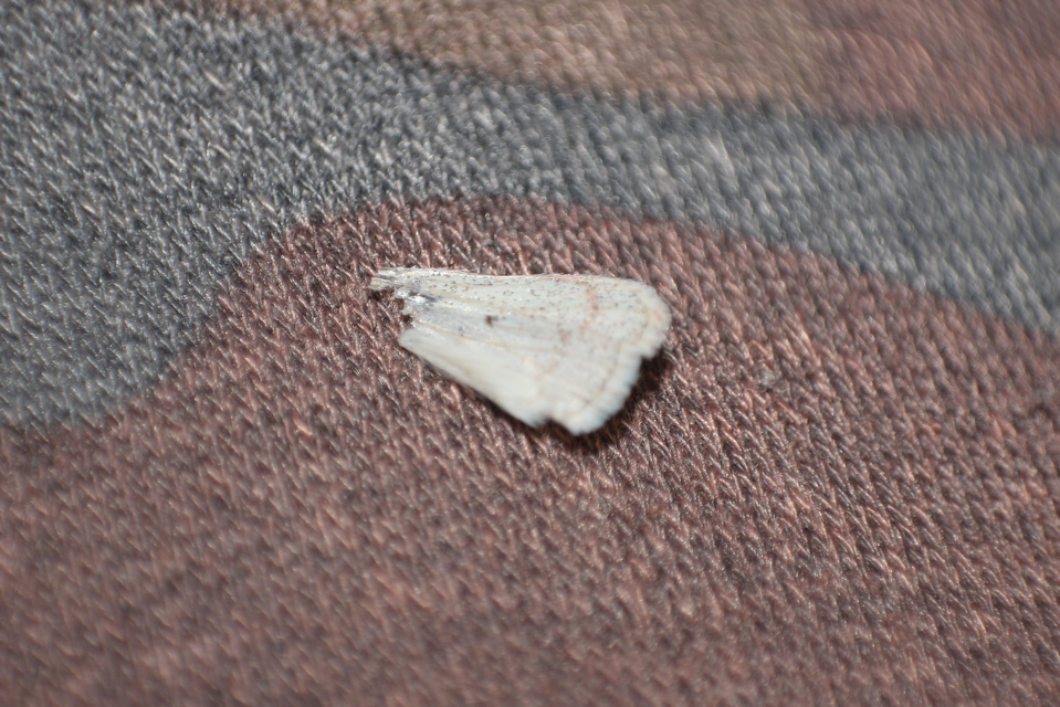 Orthosia miniosa - sárgás barkabagoly