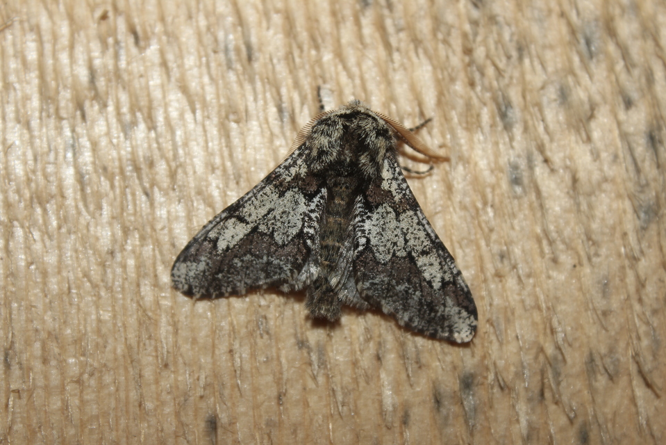Biston strataria - barnapettyes araszoló