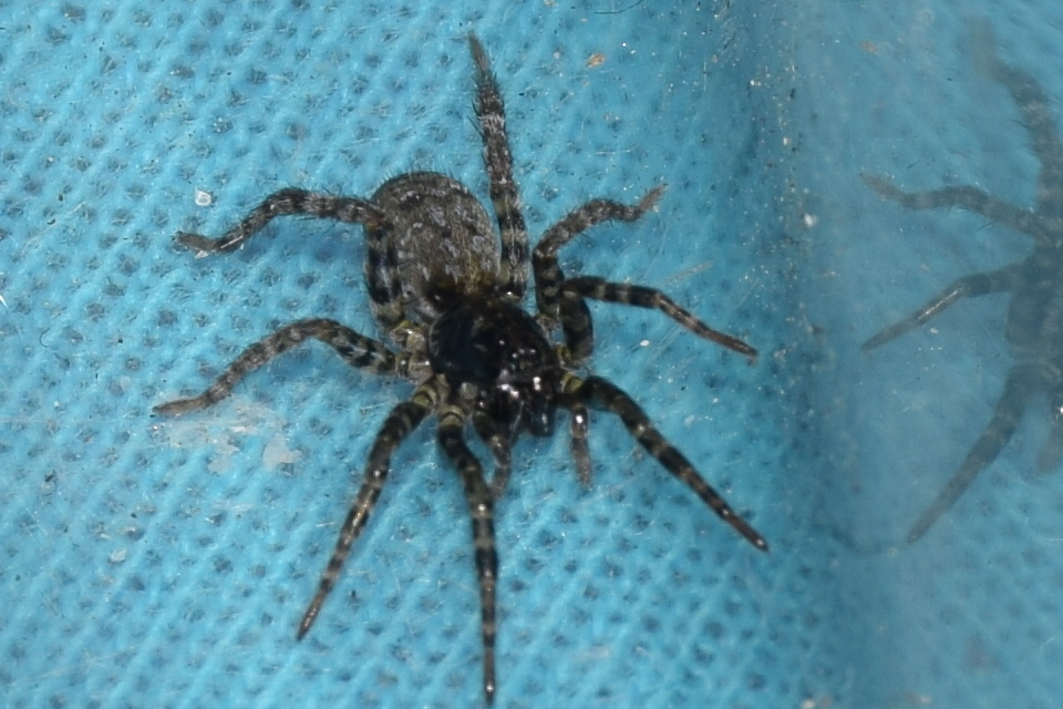 Arctosa leopardus