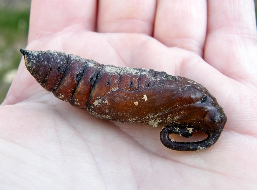 Agrius convolvuli - szulákszender