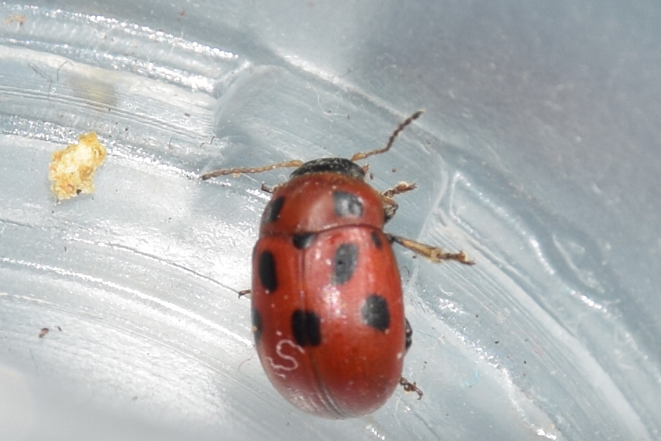 Gonioctena fornicata - közönséges lucernabogár