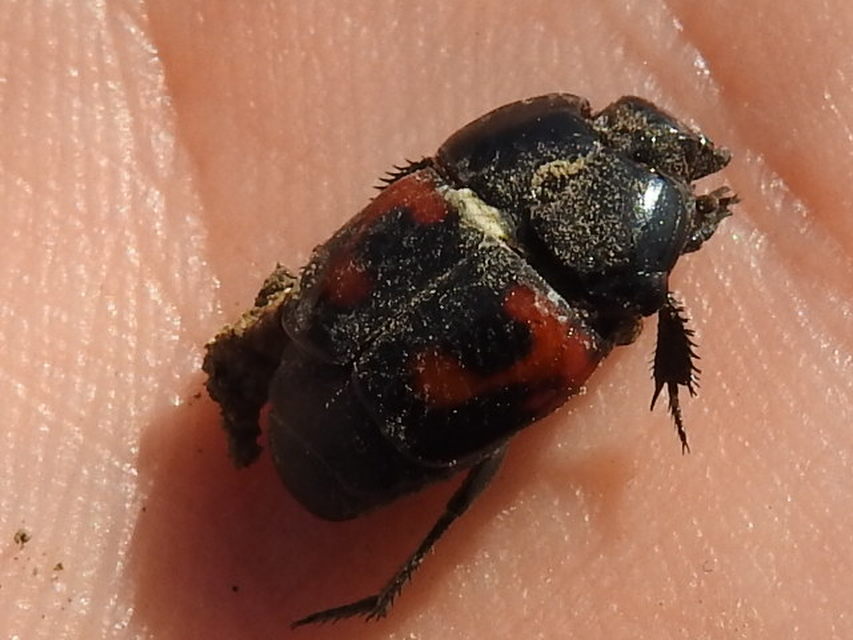 Hister quadrimaculatus - közönséges sutabogár