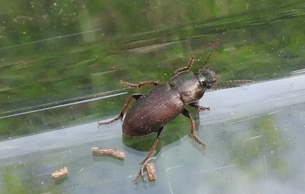 Harpalus distinguendus - mezei lomhafutó