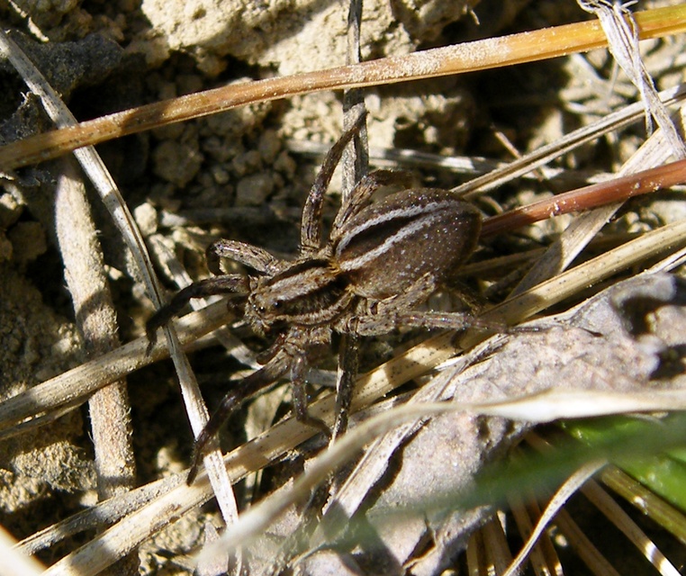 Lycosidae - farkaspókok