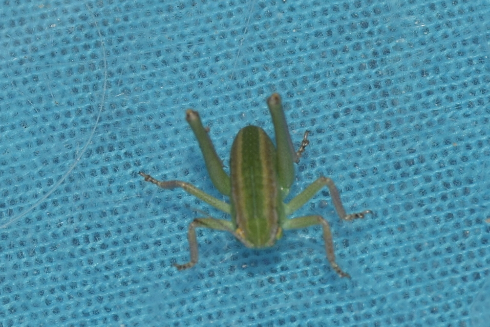 Polysarcus denticauda - fogasfarkú szöcske