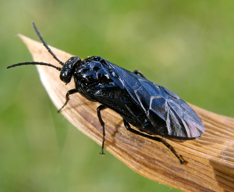 Rhadinoceraea reitteri - nagy nőszirom-levéldarázs