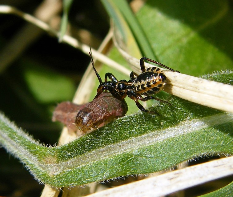 Rhynocoris