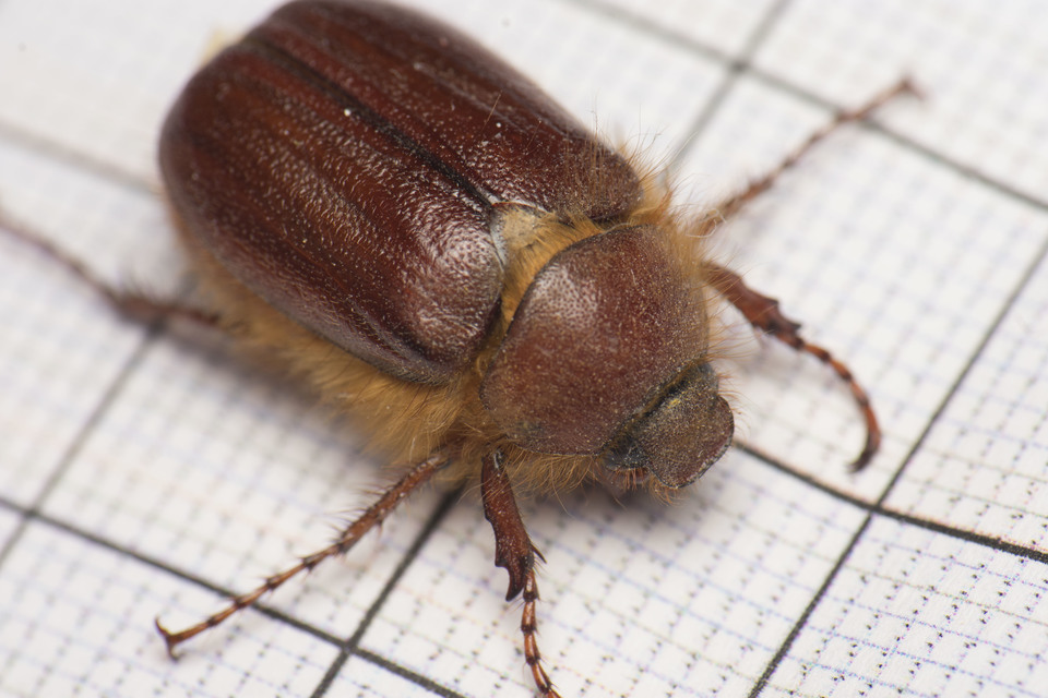 Holochelus vernus - tavaszi cserebogár