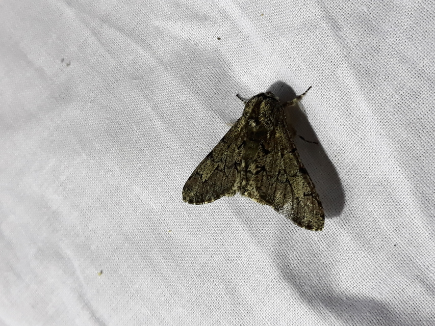 Biston strataria - barnapettyes araszoló