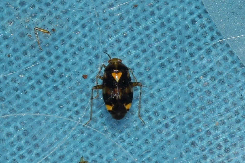 Liocoris tripustulatus - hárompettyes mezeipoloska