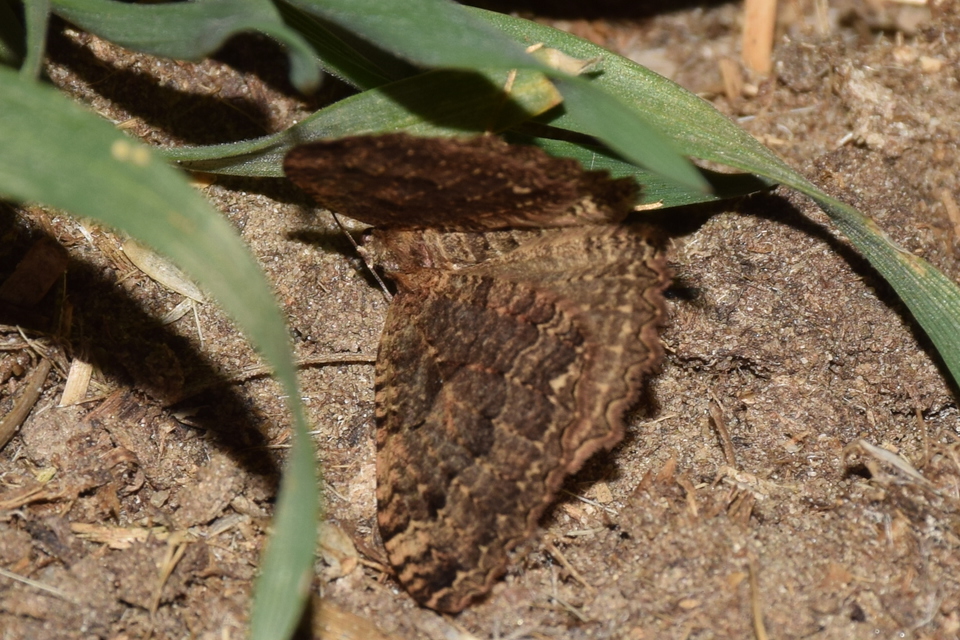 Triphosa dubitata - kutyabenge-araszoló