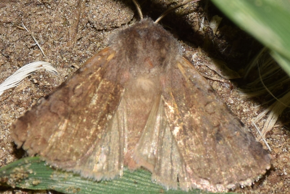 Cerastis rubricosa - vörhenyes tavaszibagoly