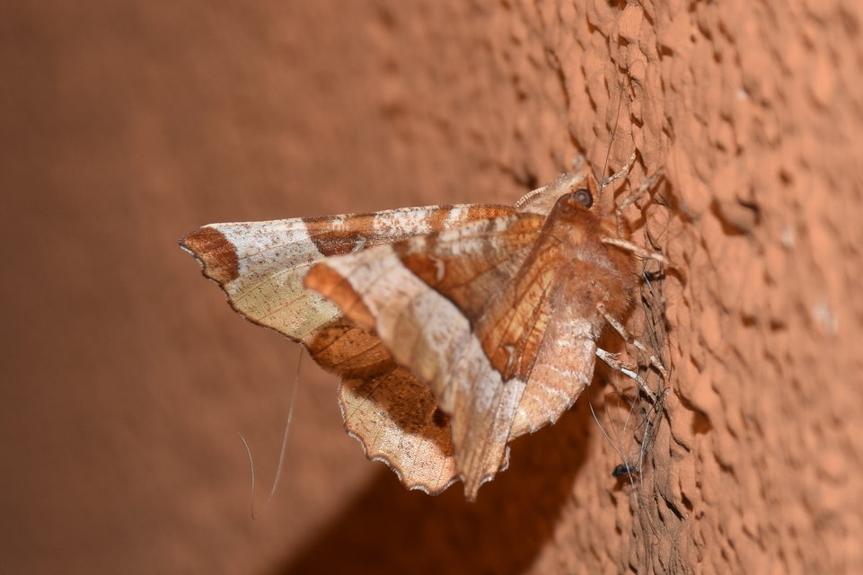 Selenia tetralunaria - négyfoltos holdasaraszoló