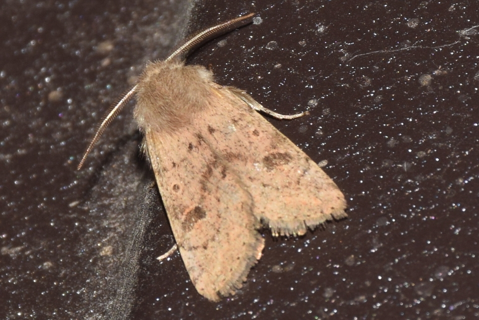Orthosia cruda - kis barkabagoly
