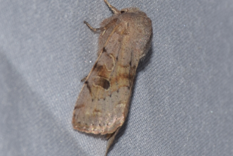 Orthosia incerta - változékony barkabagoly