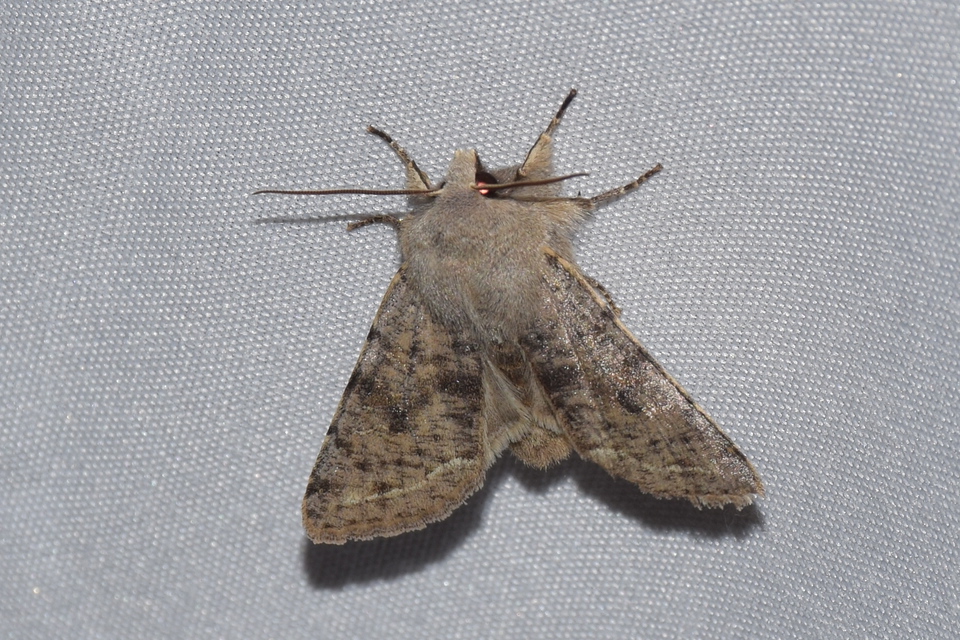 Orthosia incerta - változékony barkabagoly
