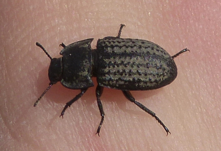 Opatrum sabulosum - sároshátú gyászbogár